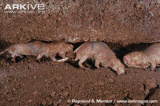 Illustration for article titled 10 Reasons Naked Mole Rats Will Inherit the Earth